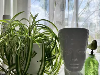 Zielistka Sternberga 'Bonnie' - zdjęcie 3