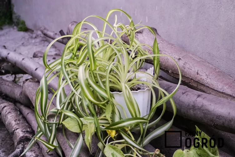 Zielistka Sternberga 'Bonnie' Zielistka Sternberga 'Bonnie'