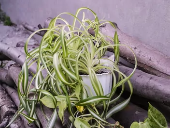 Zielistka Sternberga 'Bonnie' - zdjęcie 4