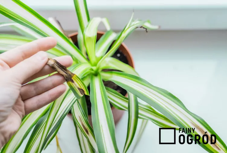 Zielistka Sternberga 'Bonnie' - zdjęcie 5 Zielistka Sternberga 'Bonnie' - zdjęcie 5