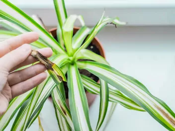 Zielistka Sternberga 'Bonnie' - zdjęcie 5