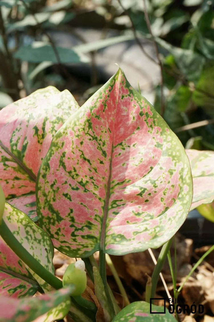 Aglaonema pink star Aglaonema pink star