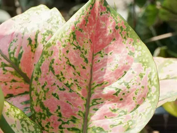 Aglaonema zmienna 'Pink Star' - zdjęcie 2