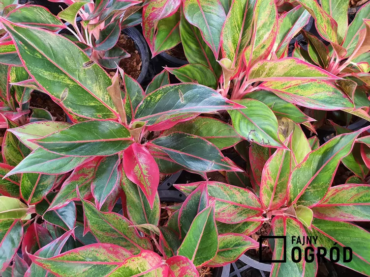 Aglaonema zmienna 'Pink Star' Aglaonema zmienna 'Pink Star'