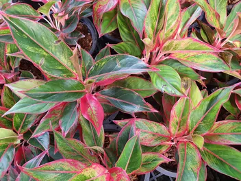 Aglaonema zmienna 'Pink Star' - zdjęcie 3