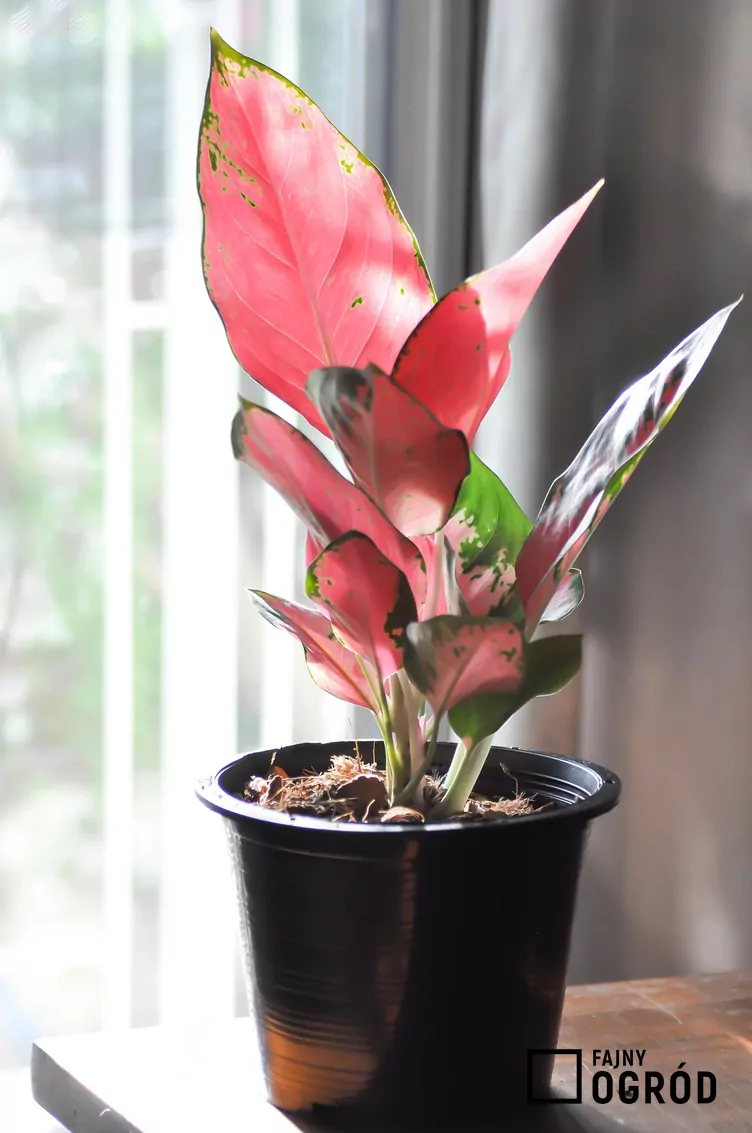 Aglaonema zmienna 'Pink Star' Aglaonema zmienna 'Pink Star'