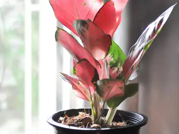 Aglaonema zmienna 'Pink Star' - zdjęcie 4