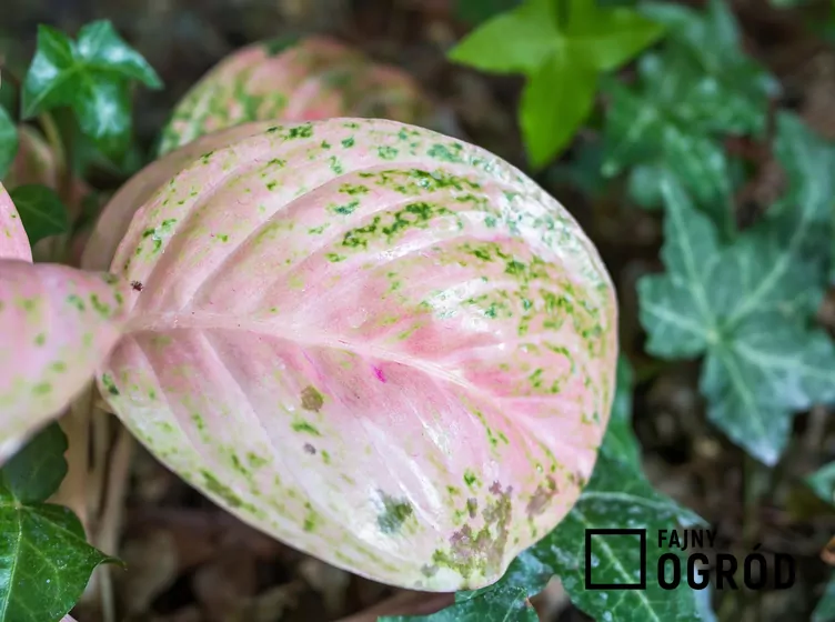 Aglaonema zmienna 'Pink Star' - zdjęcie 5 Aglaonema zmienna 'Pink Star' - zdjęcie 5