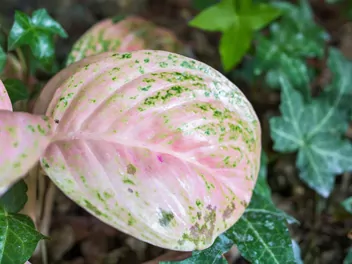 Aglaonema zmienna 'Pink Star' - zdjęcie 5