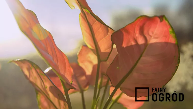 Aglaonema zmienna 'Pink Star'