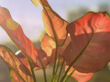 Ilustracja rośliny aglaonema zmienna 'pink star'