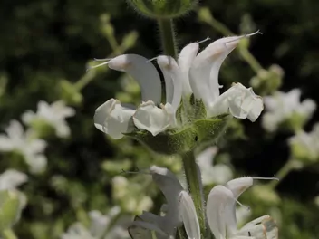 Ilustracja rośliny szałwia srebrzysta