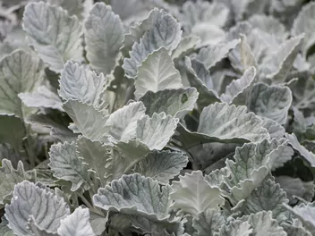 Szałwia srebrzysta - zdjęcie 2