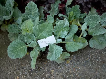 Szałwia srebrzysta - zdjęcie 3