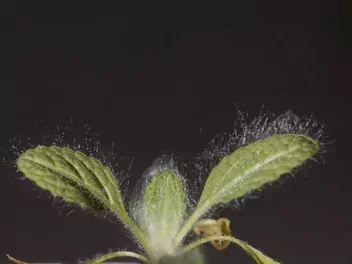 Szałwia srebrzysta - zdjęcie 4