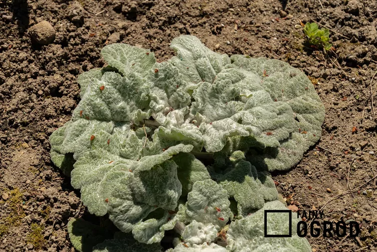 Szałwia srebrzysta - zdjęcie 5