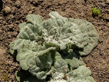 Szałwia srebrzysta - zdjęcie 5