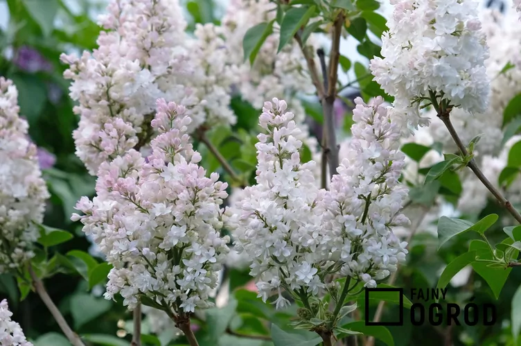 Lilak krasawica Moskwy