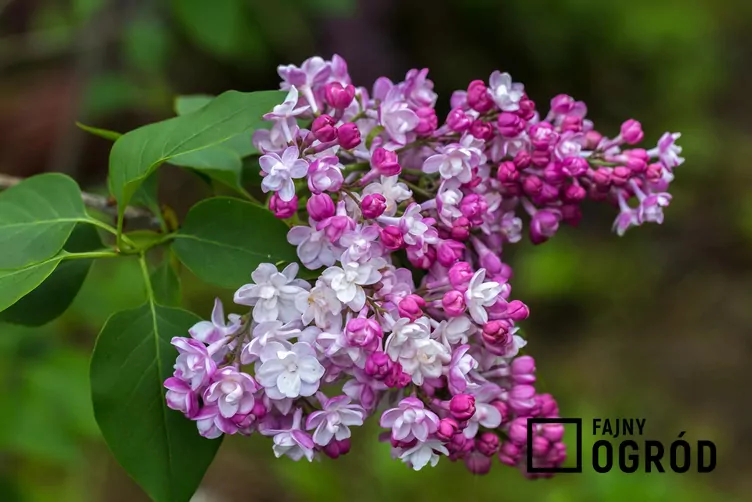 Lilak pospolity 'Krasavitsa Moskvy'