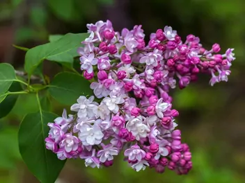 Lilak pospolity 'Krasavitsa Moskvy' - zdjęcie 3