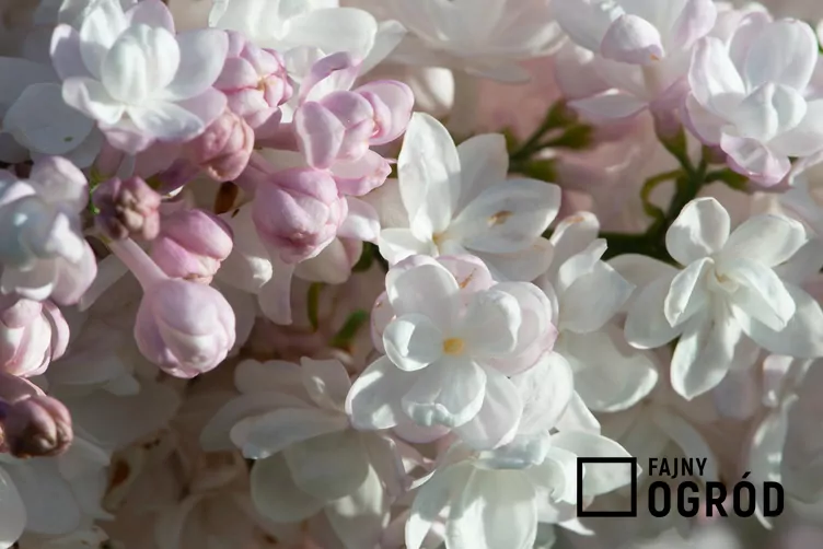 Lilak pospolity 'Krasavitsa Moskvy'