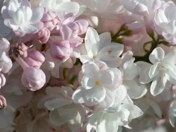 Lilak pospolity 'Krasavitsa Moskvy' - zdjęcie 4