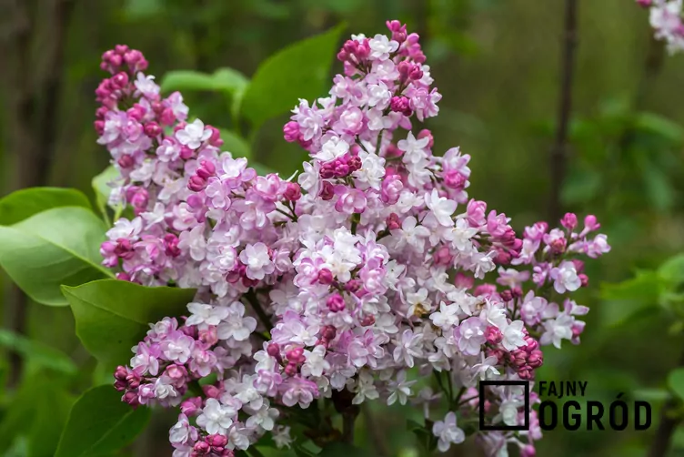 Lilak pospolity 'Krasavitsa Moskvy' - zdjęcie 5