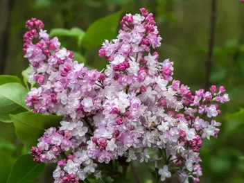 Lilak pospolity 'Krasavitsa Moskvy' - zdjęcie 5