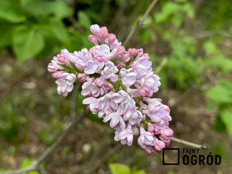 Lilak pospolity 'Krasavitsa Moskvy'