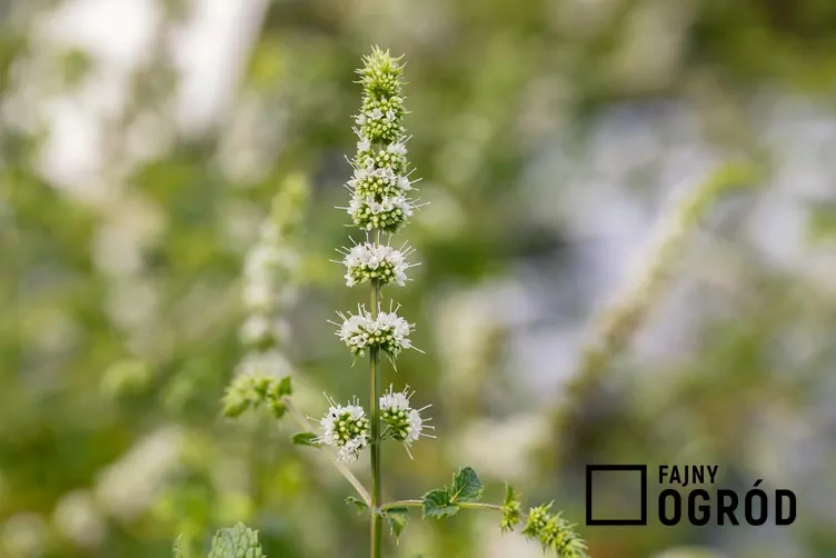 Mięta zielona ‘Moroccan’