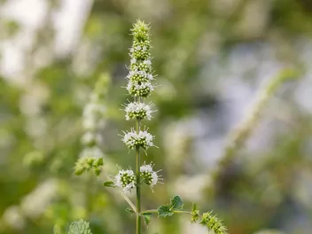 Ilustracja rośliny mięta zielona ‘moroccan’
