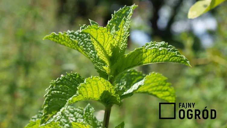 Mięta kędzierzawa 'Moroccan'