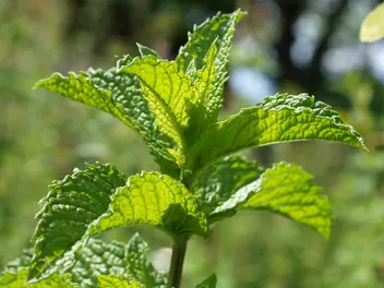 Mięta zielona ‘Moroccan’ - zdjęcie 2