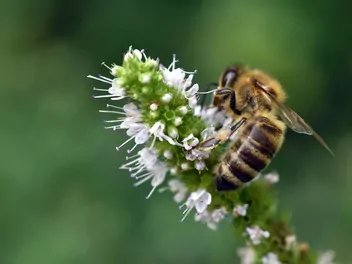 Mięta zielona ‘Moroccan’ - zdjęcie 3