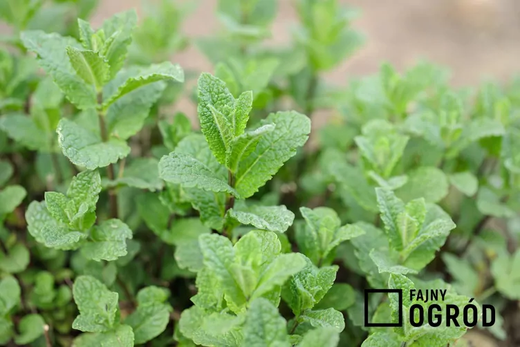 Mięta zielona ‘Moroccan’