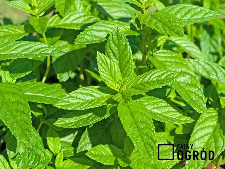Mięta zielona ‘Moroccan’ - zdjęcie 5