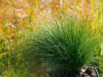 Kostrzewa popielata 'Walberla' - zdjęcie 2