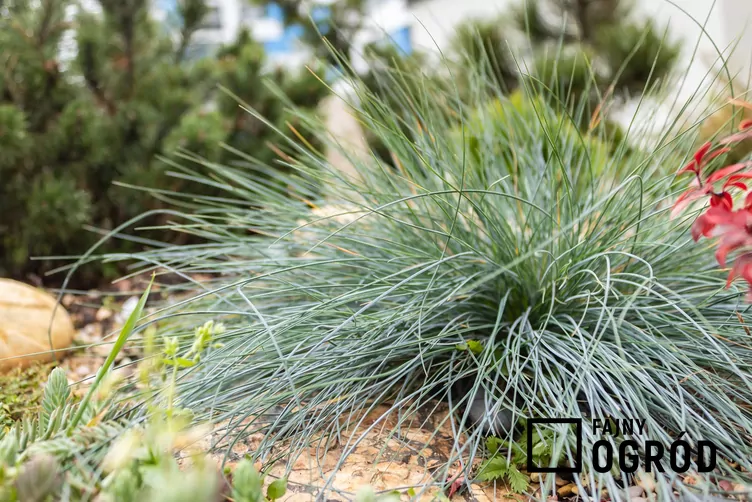 Kostrzewa popielata 'Walberla'