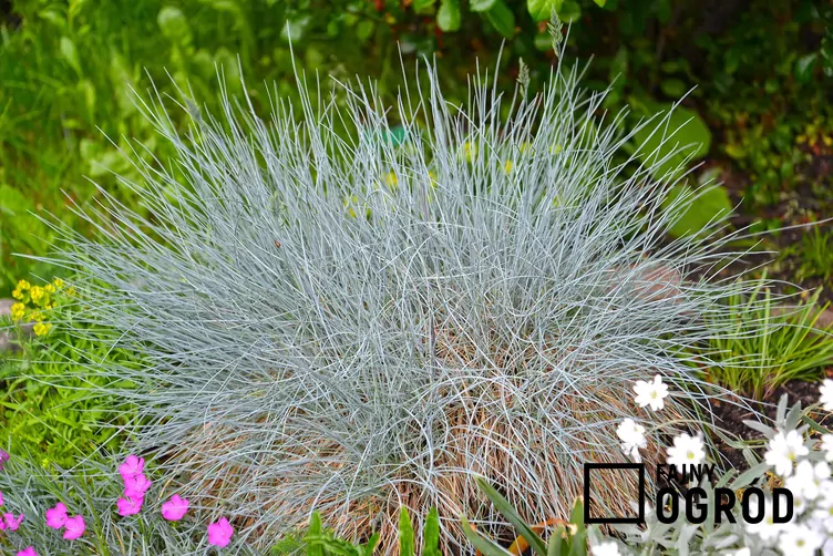 Kostrzewa popielata 'Walberla'