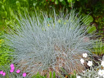 Kostrzewa popielata 'Walberla' - zdjęcie 4