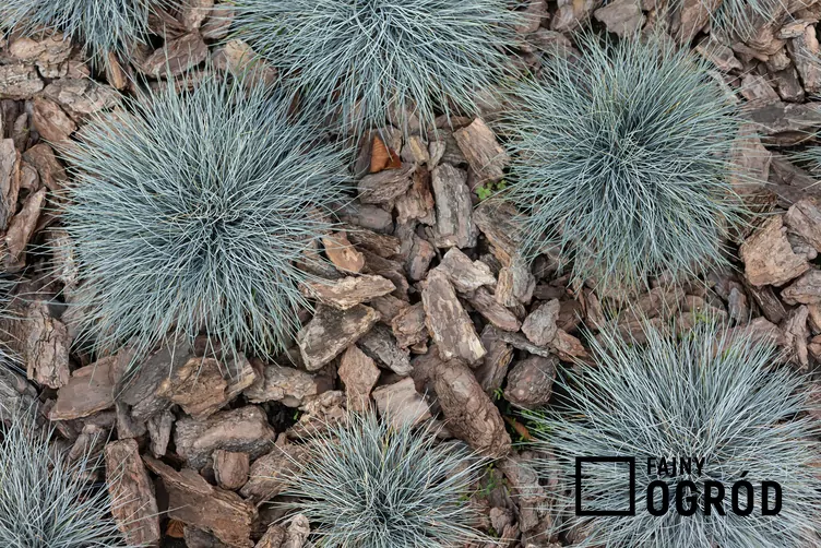 Kostrzewa popielata 'Walberla' - zdjęcie 5