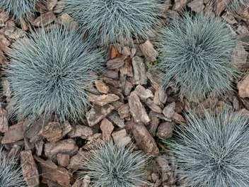 Kostrzewa popielata 'Walberla' - zdjęcie 5