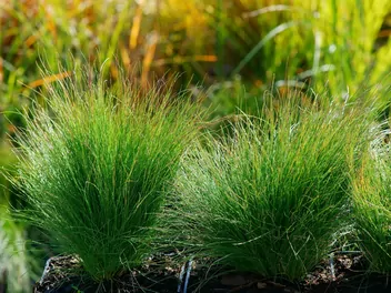 Ilustracja rośliny kostrzewa popielata 'walberla'