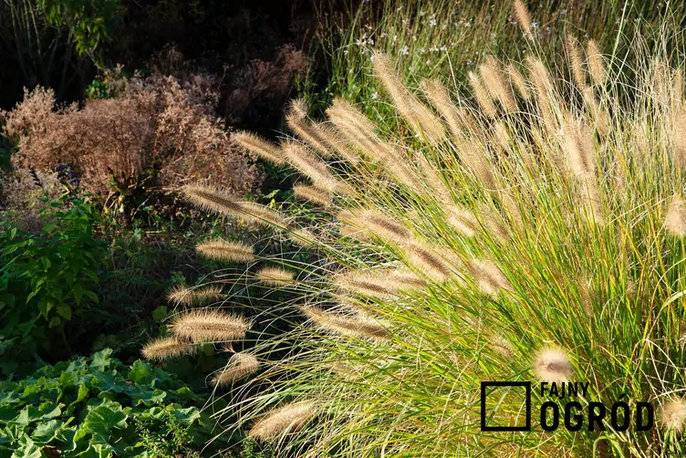 Rozplenica japońska 'Hameln Gold'