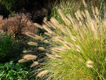 Ilustracja rośliny rozplenica japońska 'hameln gold'