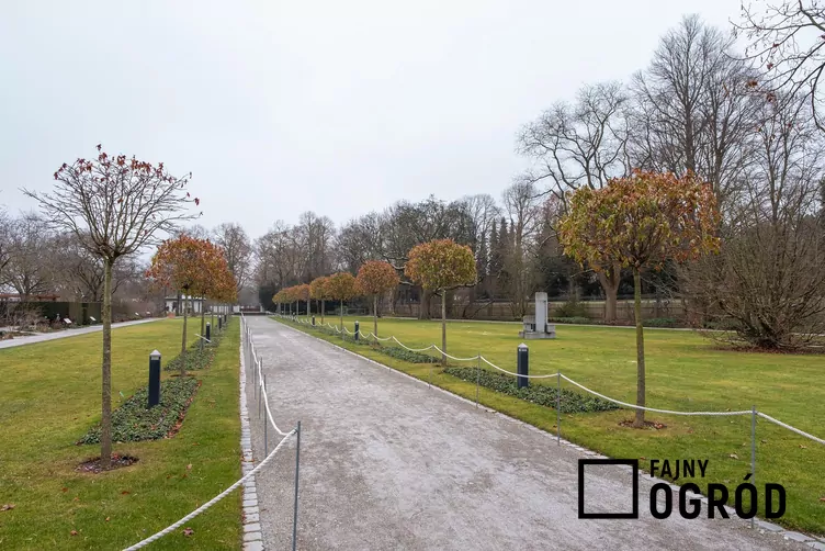 Ambrowiec balsamiczny ‘Gumball’