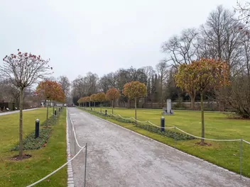 Zdjęcie ilustrujące ambrowiec balsamiczny ‘gumball’