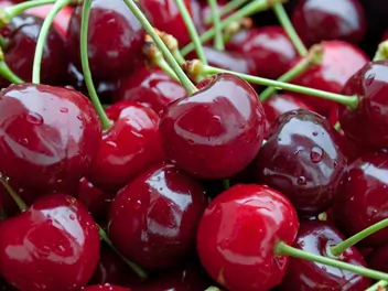 Zdjęcie ilustrujące czereśnia 'tamara'