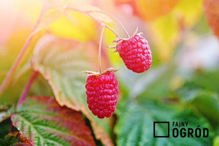 Malina wlaściwa 'Laszka'