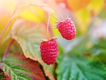 Zdjęcie ilustrujące malina wlaściwa 'laszka'